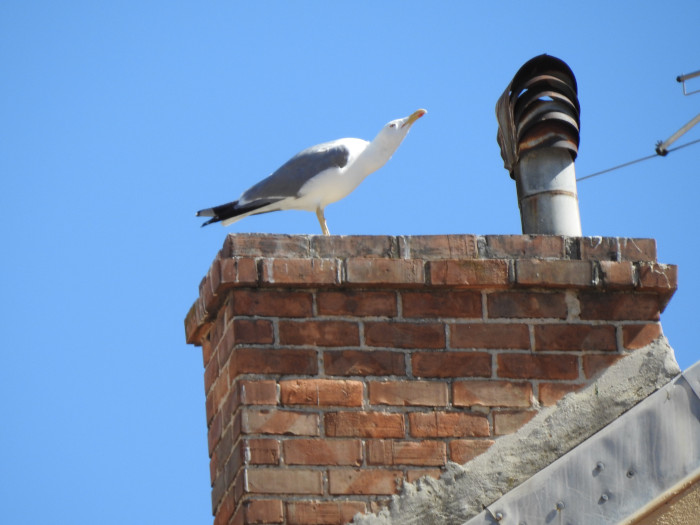 birds in chimney